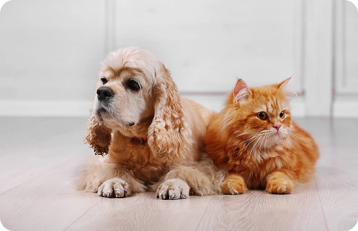 Book Your Appointment