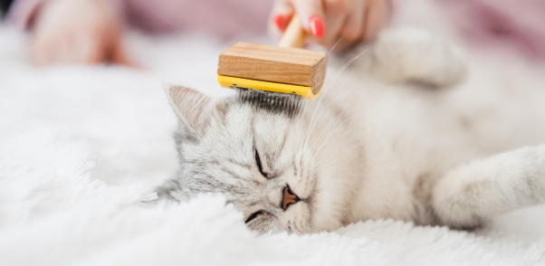 Top Cat Grooming Services and Cat Groomers in Westchester